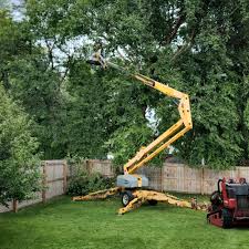 Best Lot and Land Clearing  in Hemet, CA