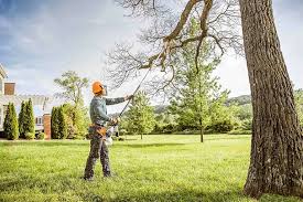 Best Tree Preservation Services  in Hemet, CA