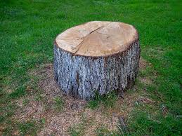 Best Tree Removal  in Hemet, CA