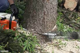 Lawn Pest Prevention in Hemet, CA