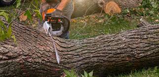 Best Lawn Disease Treatment  in Hemet, CA