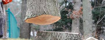 Best Tree Disease Treatment  in Hemet, CA