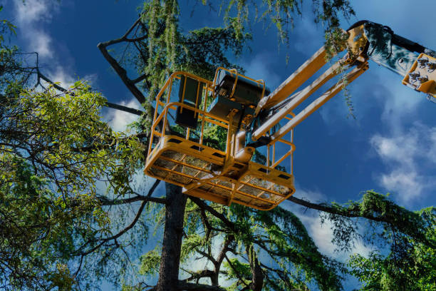 Best Firewood Processing and Delivery  in Hemet, CA