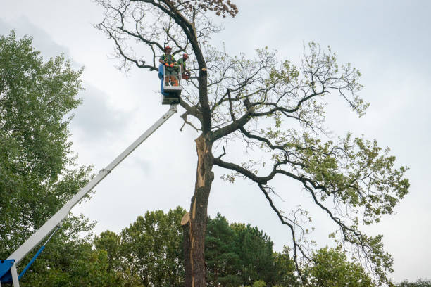 Best Commercial Tree Services  in Hemet, CA