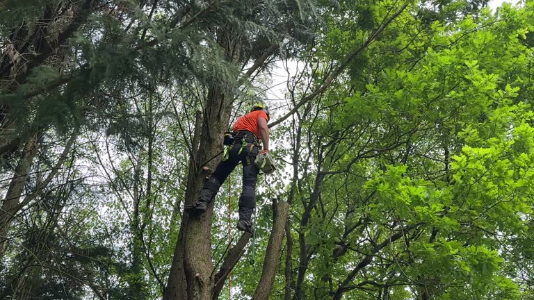 Best Palm Tree Trimming  in Hemet, CA