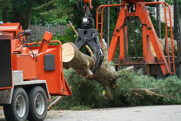  Hemet, CA Tree Removal Pros