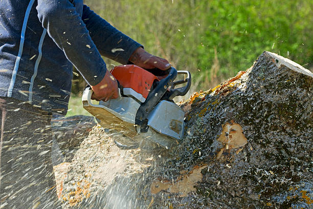 Best Tree Health Inspection  in Hemet, CA