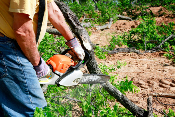 Best Leaf Removal  in Hemet, CA